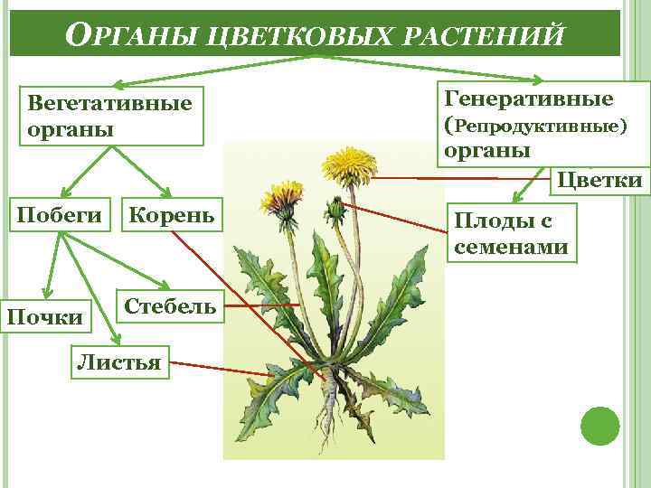 ОРГАНЫ ЦВЕТКОВЫХ РАСТЕНИЙ Вегетативные органы Побеги Почки Корень Стебель Листья Генеративные (Репродуктивные) органы Цветки