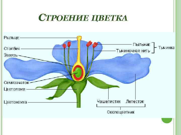 СТРОЕНИЕ ЦВЕТКА 