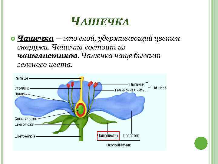 ЧАШЕЧКА Чашечка — это слой, удерживающий цветок снаружи. Чашечка состоит из чашелистиков. Чашечка чаще