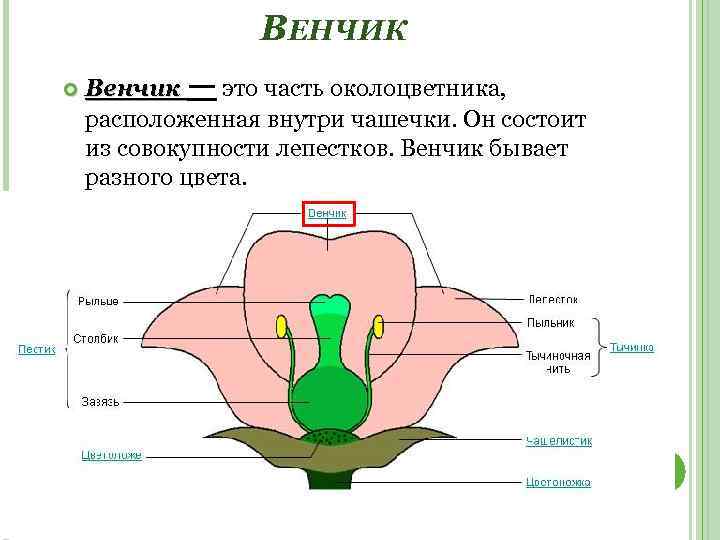 ВЕНЧИК Венчик — это часть околоцветника, расположенная внутри чашечки. Он состоит из совокупности лепестков.