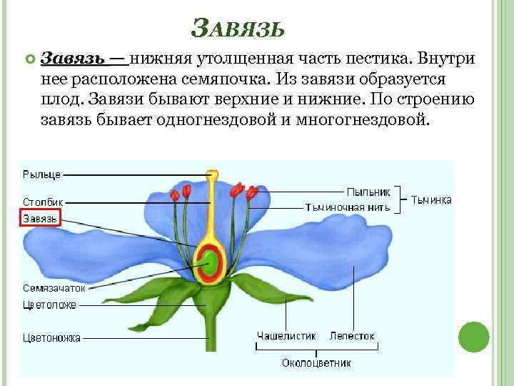 ЗАВЯЗЬ Завязь — нижняя утолщенная часть пестика. Внутри нее расположена семяпочка. Из завязи образуется