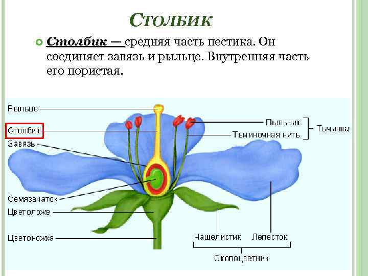 СТОЛБИК Столбик — средняя часть пестика. Он соединяет завязь и рыльце. Внутренняя часть его