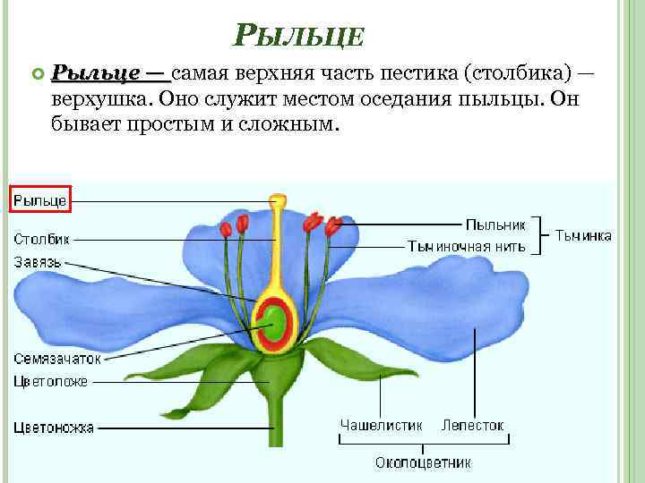 РЫЛЬЦЕ Рыльце — самая верхняя часть пестика (столбика) — верхушка. Оно служит местом оседания