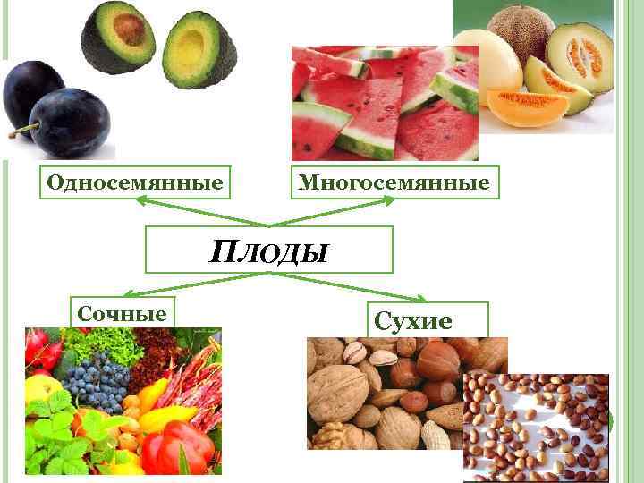 Односемянные Многосемянные ПЛОДЫ Сочные Сухие 