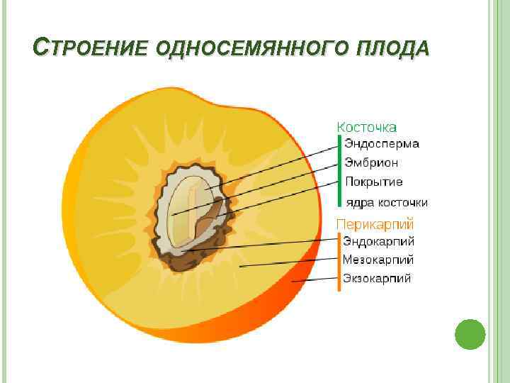 СТРОЕНИЕ ОДНОСЕМЯННОГО ПЛОДА 