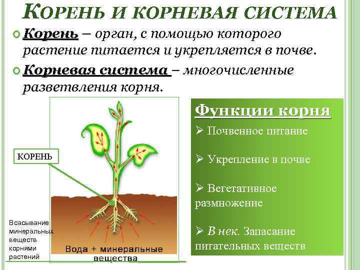 КОРЕНЬ И КОРНЕВАЯ СИСТЕМА Корень – орган, с помощью которого растение питается и укрепляется