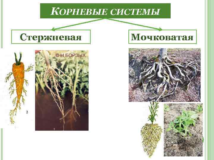 КОРНЕВЫЕ СИСТЕМЫ Стержневая Мочковатая 