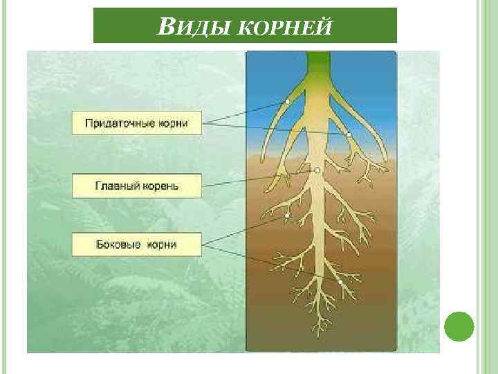 ВИДЫ КОРНЕЙ 