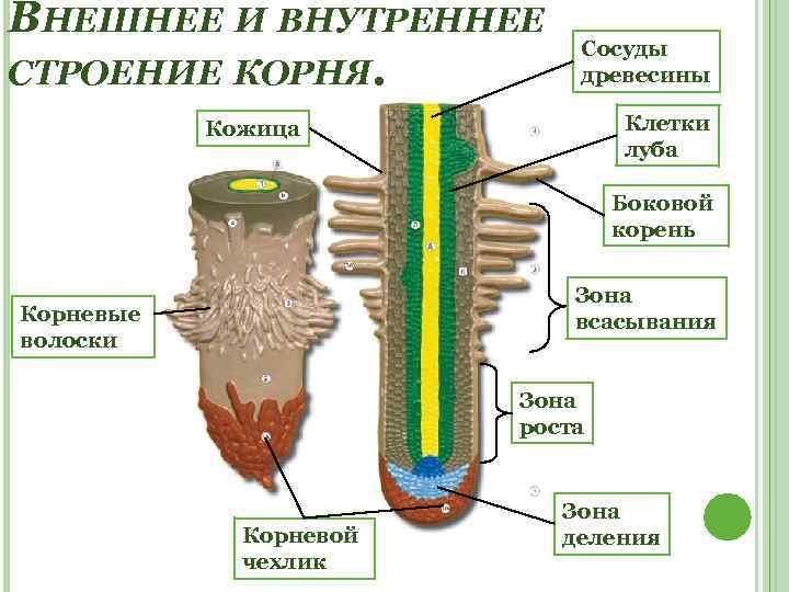 ВНЕШНЕЕ И ВНУТРЕННЕЕ СТРОЕНИЕ КОРНЯ. Сосуды древесины Клетки луба Кожица Боковой корень Зона всасывания