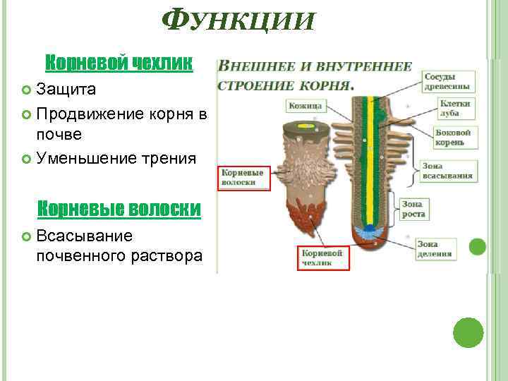 ФУНКЦИИ Корневой чехлик Защита Продвижение корня в почве Уменьшение трения Корневые волоски Всасывание почвенного