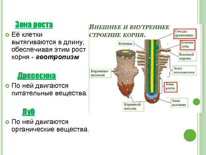 Зона роста Её клетки вытягиваются в длину, обеспечивая этим рост корня - геотропизм Древесина