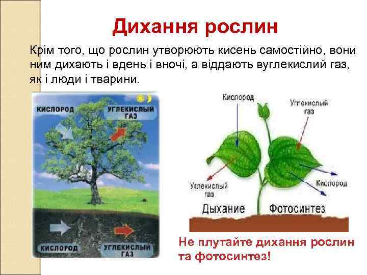 Дихання рослин Крім того, що рослин утворюють кисень самостійно, вони ним дихають і вдень