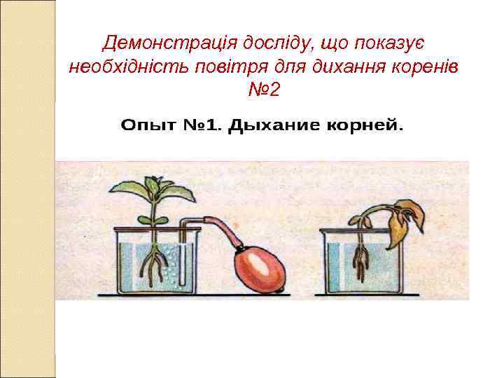 Демонстрація досліду, що показує необхідність повітря для дихання коренів № 2 