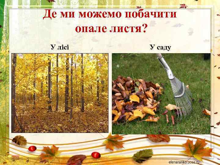 Де ми можемо побачити опале листя? У лісі У саду 