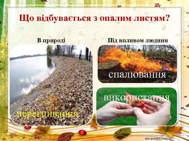 Що відбувається з опалим листям? В природі Під впливом людини спалювання використання перегнивання 