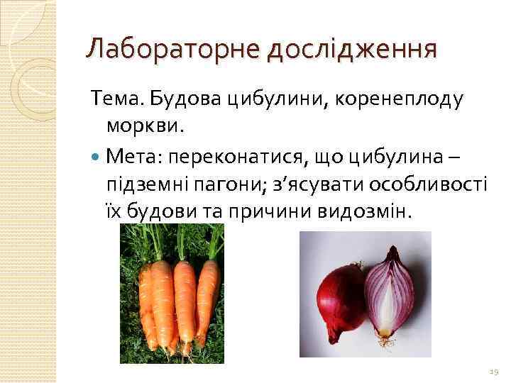 Лабораторне дослідження Тема. Будова цибулини, коренеплоду моркви. Мета: переконатися, що цибулина – підземні пагони;