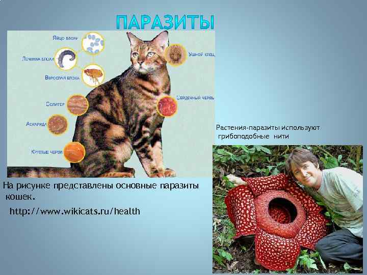 Растения-паразиты используют грибоподобные нити На рисунке представлены основные паразиты кошек. http: //www. wikicats. ru/health