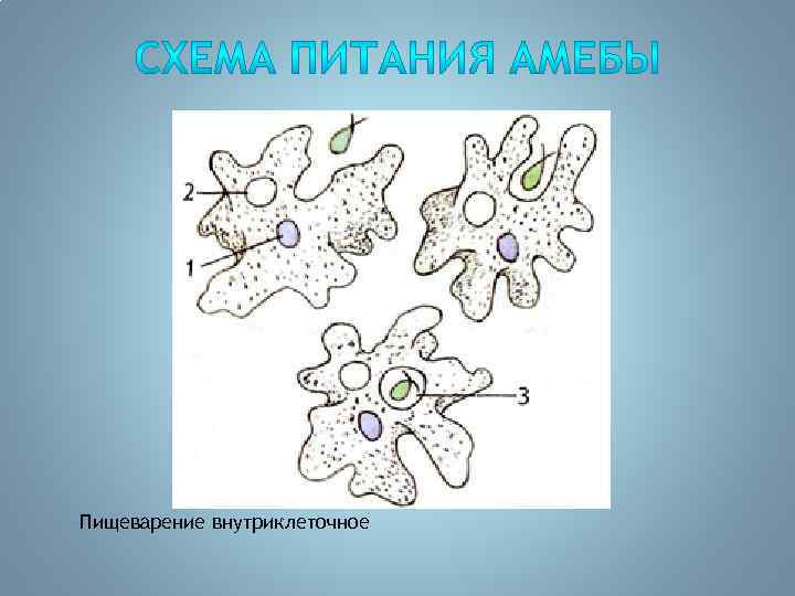 Пищеварение внутриклеточное 