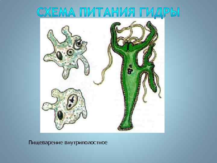 Пищеварение внутриполостное 