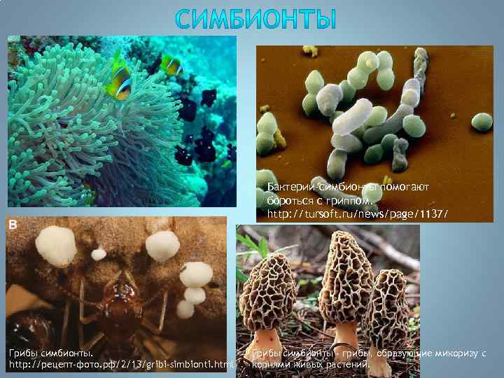 Бактерии-симбионты помогают бороться с гриппом. http: //tursoft. ru/news/page/1137/ Грибы симбионты. http: //рецепт-фото. рф/2/13/gribi-simbionti. html