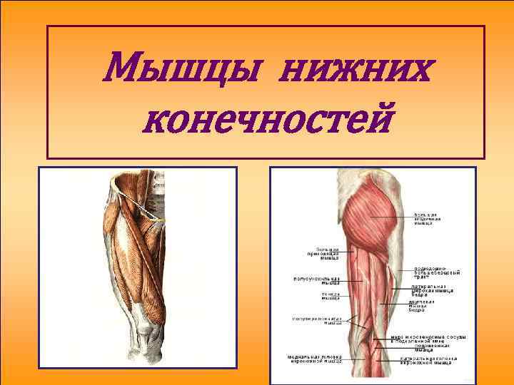 Мышцы нижних конечностей анатомия. Мышцы нижней конечности. Основные мышцы нижних конечностей. Мышцы нижней конечности анатомия. Поверхностные мышцы нижней конечности.