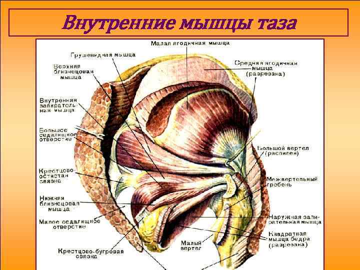 Внутренние мышцы таза 