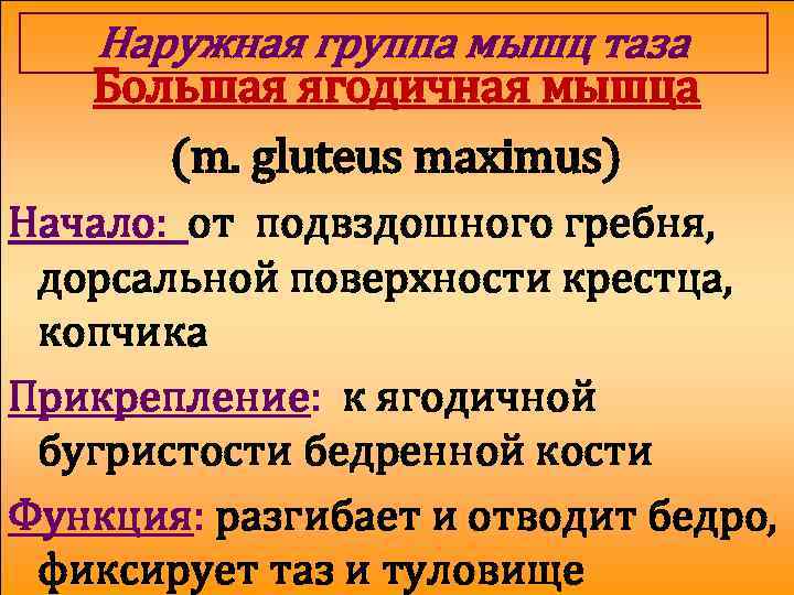 Наружная группа мышц таза Большая ягодичная мышца (m. gluteus maximus) Начало: от подвздошного гребня,