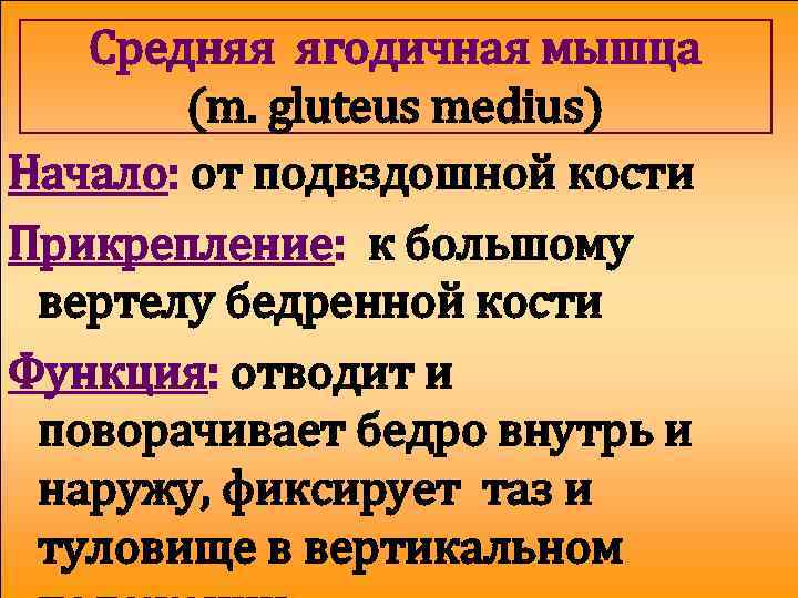 Средняя ягодичная мышца (m. gluteus medius) Начало: от подвздошной кости Прикрепление: к большому вертелу