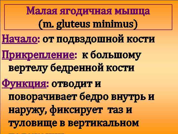 Малая ягодичная мышца (m. gluteus minimus) Начало: от подвздошной кости Прикрепление: к большому вертелу