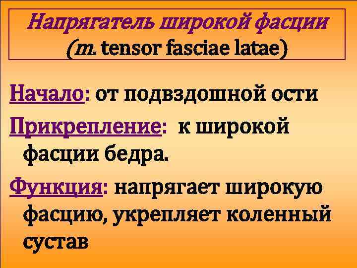 Напрягатель широкой фасции (m. tensor fasciae latae) Начало: от подвздошной ости Прикрепление: к широкой