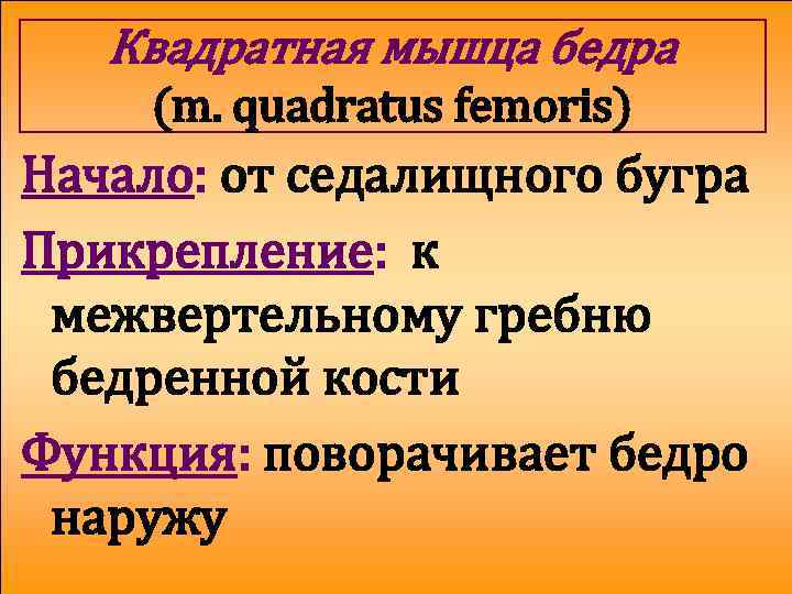 Квадратная мышца бедра (m. quadratus femoris) Начало: от седалищного бугра Прикрепление: к межвертельному гребню