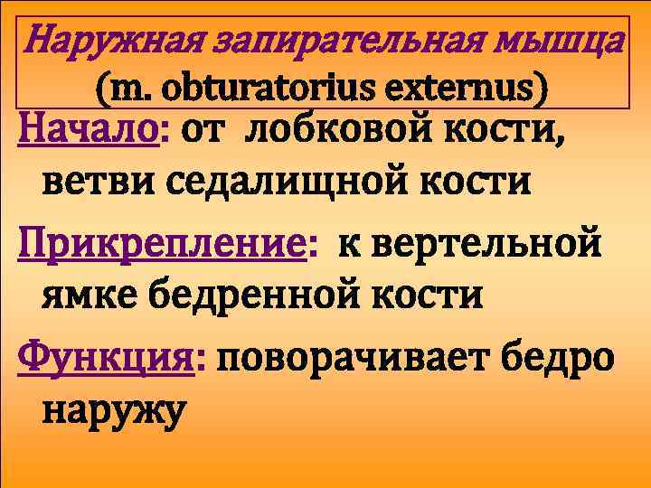 Наружная запирательная мышца (m. obturatorius externus) Начало: от лобковой кости, ветви седалищной кости Прикрепление: