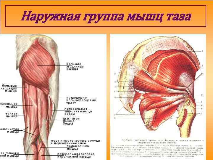 Наружные мышцы