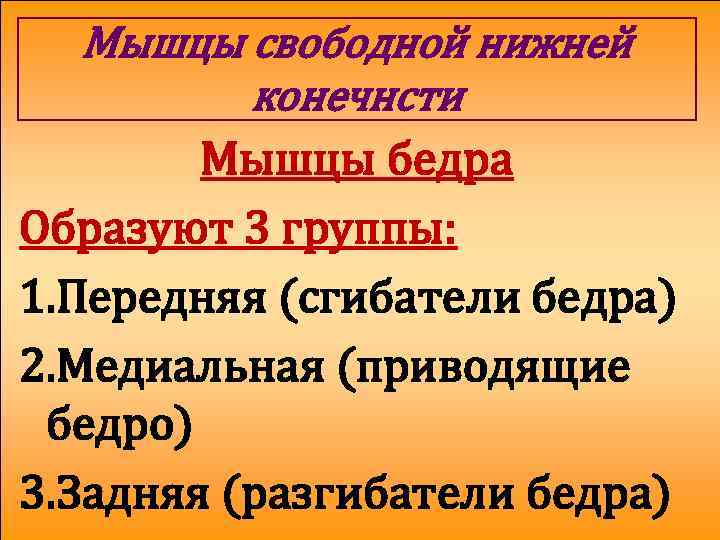 Мышцы свободной нижней конечнсти Мышцы бедра Образуют 3 группы: 1. Передняя (сгибатели бедра) 2.