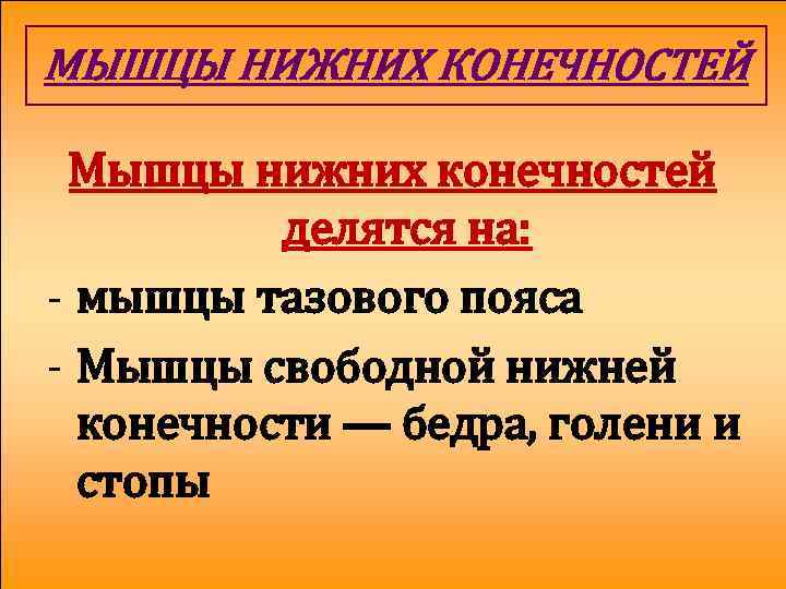 МЫШЦЫ НИЖНИХ КОНЕЧНОСТЕЙ Мышцы нижних конечностей делятся на: - мышцы тазового пояса - Мышцы