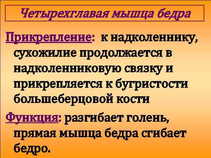 Четырехглавая мышца бедра Прикрепление: к надколеннику, сухожилие продолжается в надколенниковую связку и прикрепляется к