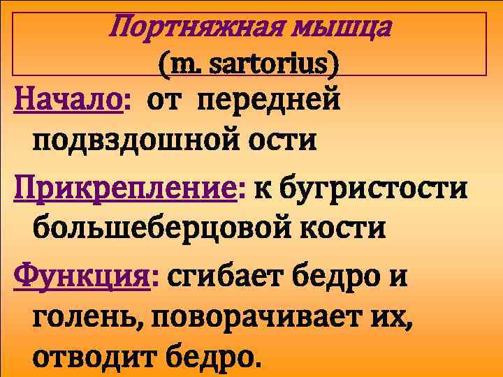 Портняжная мышца (m. sartorius) Начало: от передней подвздошной ости Прикрепление: к бугристости большеберцовой кости