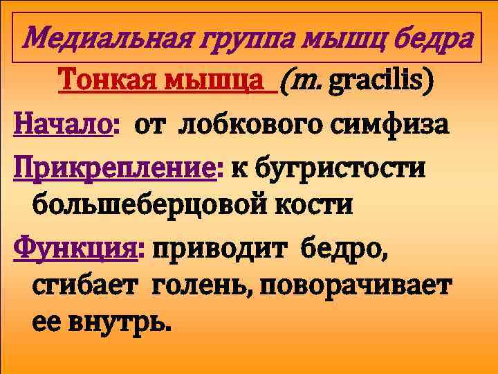 Медиальная группа мышц бедра Тонкая мышца (m. gracilis) Начало: от лобкового симфиза Прикрепление: к