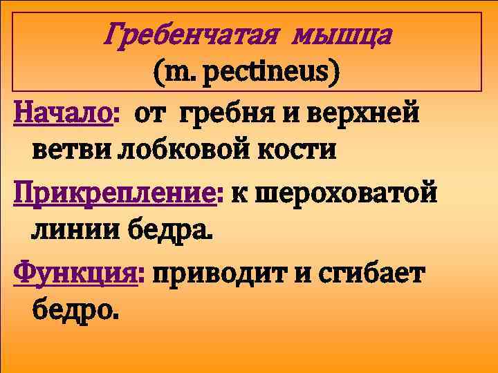 Гребенчатая мышца (m. pectineus) Начало: от гребня и верхней ветви лобковой кости Прикрепление: к