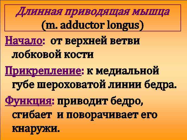 Длинная приводящая мышца (m. adductor longus) Начало: от верхней ветви лобковой кости Прикрепление: к