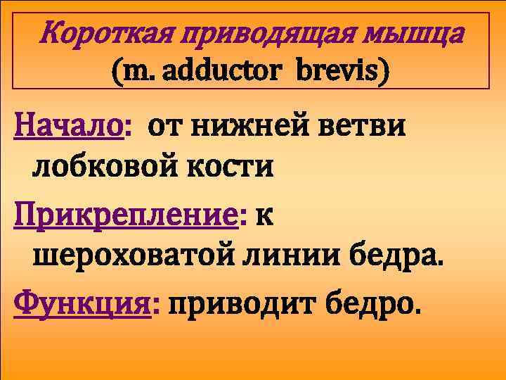 Короткая приводящая мышца (m. adductor brevis) Начало: от нижней ветви лобковой кости Прикрепление: к