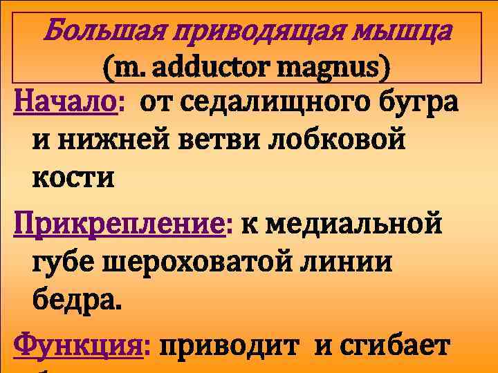 Большая приводящая мышца (m. adductor magnus) Начало: от седалищного бугра и нижней ветви лобковой