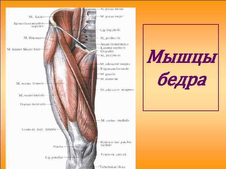 Анатомия человека мышцы ног в картинках с описаниями