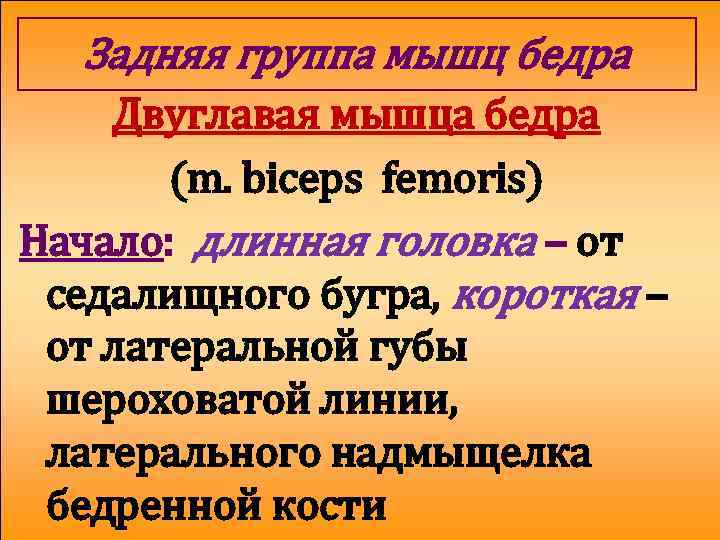 Задняя группа мышц бедра Двуглавая мышца бедра (m. biceps femoris) Начало: длинная головка –