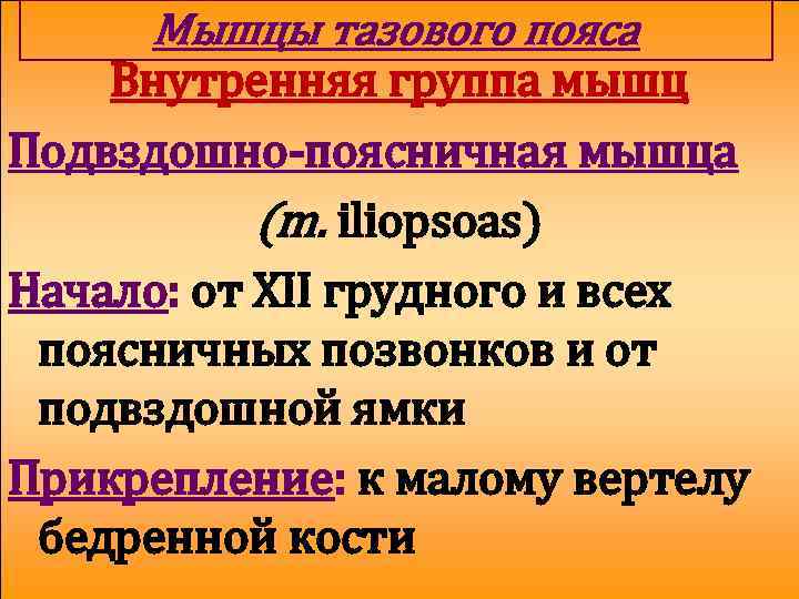 Мышцы тазового пояса Внутренняя группа мышц Подвздошно-поясничная мышца (m. iliopsoas) Начало: от XII грудного