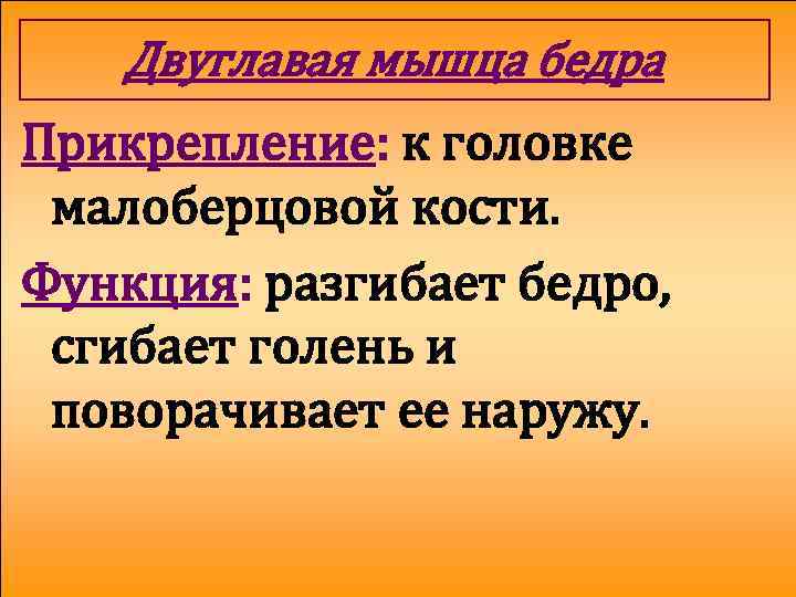 Двуглавая мышца бедра Прикрепление: к головке малоберцовой кости. Функция: разгибает бедро, сгибает голень и