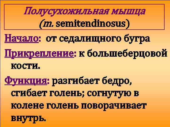 Полусухожильная мышца (m. semitendinosus) Начало: от седалищного бугра Прикрепление: к большеберцовой кости. Функция: разгибает