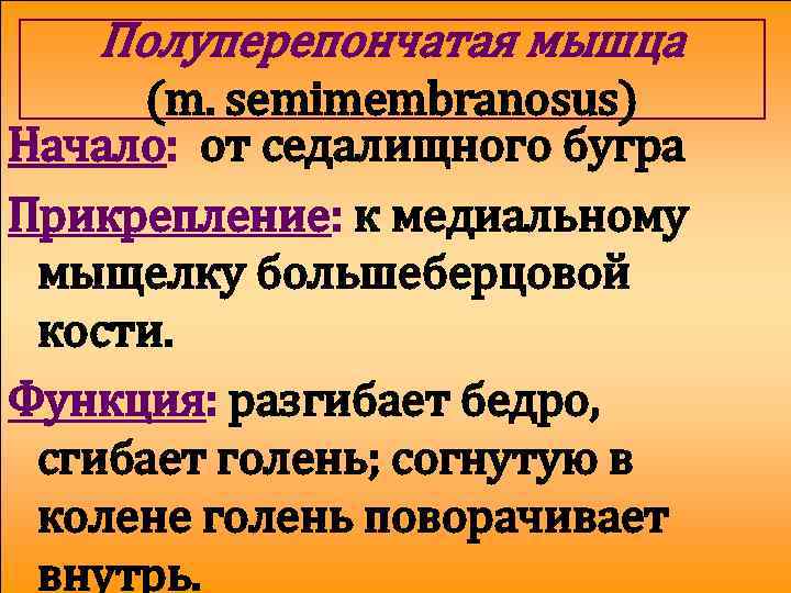 Полуперепончатая мышца (m. semimembranosus) Начало: от седалищного бугра Прикрепление: к медиальному мыщелку большеберцовой кости.