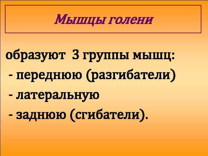 Мышцы голени образуют 3 группы мышц: - переднюю (разгибатели) - латеральную - заднюю (сгибатели).