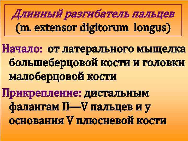 Длинный разгибатель пальцев (m. extensor digitorum longus) Начало: от латерального мыщелка большеберцовой кости и